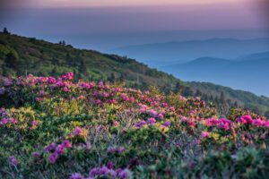 Middle Ground Shot of Rhododendron at Sunrise in the Blue Ridge Mountains