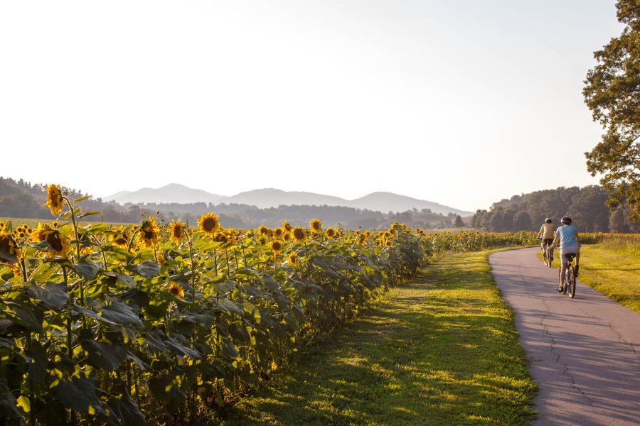 Summer Sunflowers at Biltmore